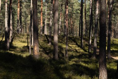 Güneşli ormanda güzel bir yürüyüş, yüksek asırlık çamlar, yeşil yosunların üzerinde uzun gölgeler.