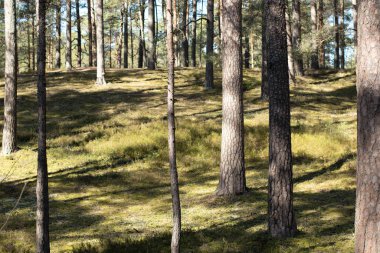 Güneşli ormanda güzel bir yürüyüş, yüksek asırlık çamlar, yeşil yosunların üzerinde uzun gölgeler.