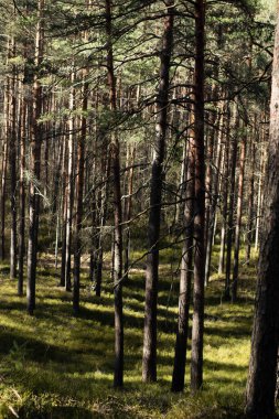 Ormanda güzel bir yürüyüş, bir çam dalının güzel bir parçası..