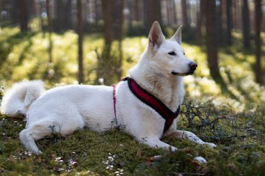 Beyaz köpek ormanda dinleniyor ve poz veriyor.