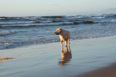 Riga körfezinin sahilinde köpekle akşam yürüyüşü. Gün batımı. Güçlü rüzgar, dalgalar, tuzlu deniz havası.