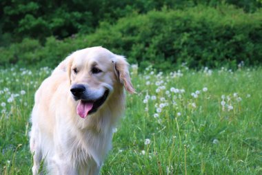 Mutluluk doğada dört ayaklı bir evcil hayvanla yürüyor, mutlu köpekler..