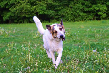 Mutluluk doğada dört ayaklı bir evcil hayvanla yürüyor, mutlu köpekler..