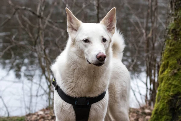 田舎の散歩中の白い犬の肖像写真 — ストック写真