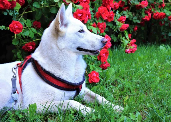 Retratos Fotográficos Cão Branco Durante Uma Caminhada Campo — Fotografia de Stock