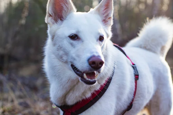 Fotoportretten Van Een Witte Hond Tijdens Een Wandeling Het Platteland — Stockfoto