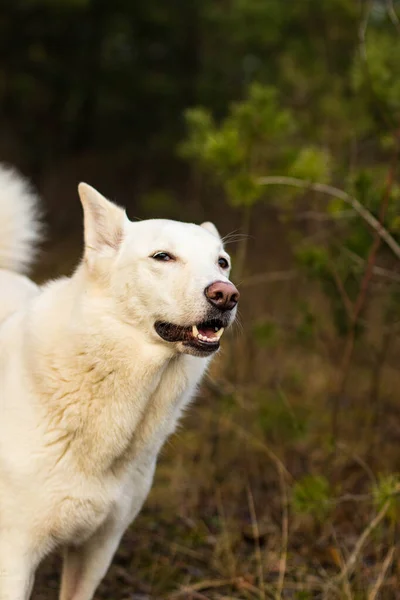 田舎の散歩中の白い犬の肖像写真 — ストック写真