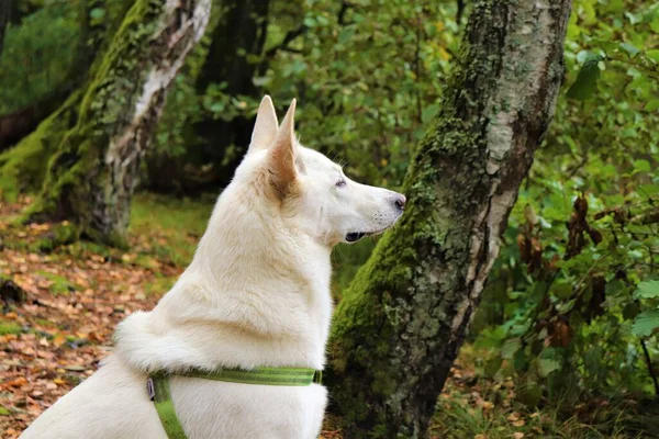 Fotoporträtt Vit Hund Promenad Landet — Stockfoto