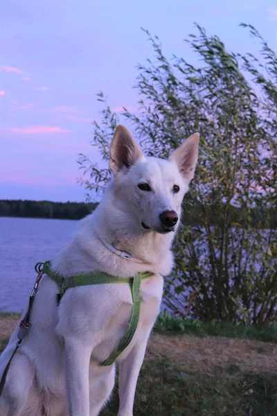 Fotoporträts Eines Weißen Hundes Bei Einem Spaziergang Der Natur — Stockfoto