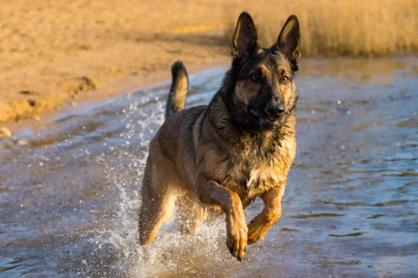 Fotoportretten Van Een Hond Open Lucht Tijdens Spelletjes Wandelingen Het — Stockfoto