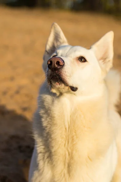 Retratos Fotográficos Perro Aire Libre Durante Los Juegos Paseos Por —  Fotos de Stock