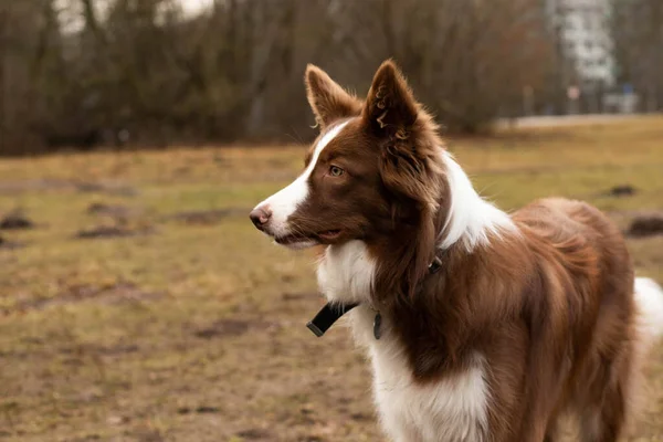 Glückliche Spaziergänge Der Natur Mit Einem Vierbeinigen Haustier Glückliche Hunde — Stockfoto