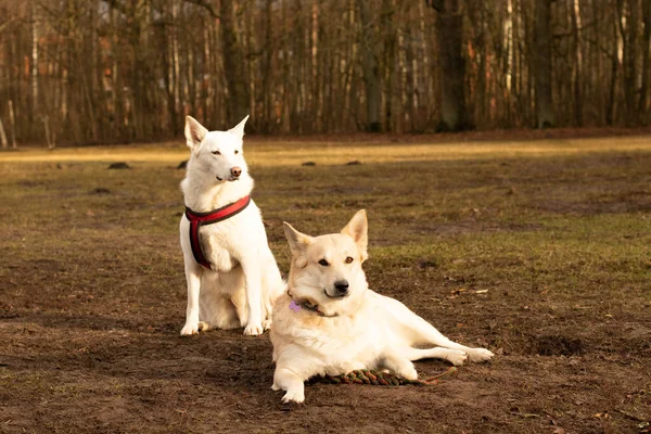 Felices Paseos Naturaleza Con Una Mascota Cuatro Patas Perros Felices —  Fotos de Stock