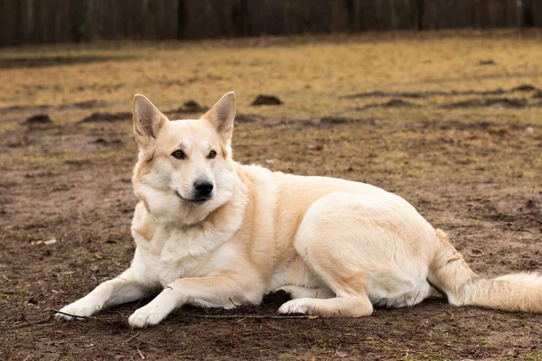 Caminhadas Felizes Natureza Com Animal Estimação Quatro Patas Cães Felizes — Fotografia de Stock