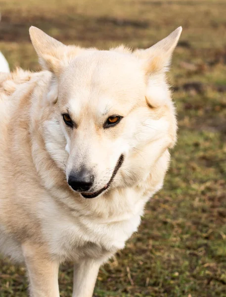 Glada Promenader Naturen Med Ett Fyrbent Husdjur Glada Hundar — Stockfoto
