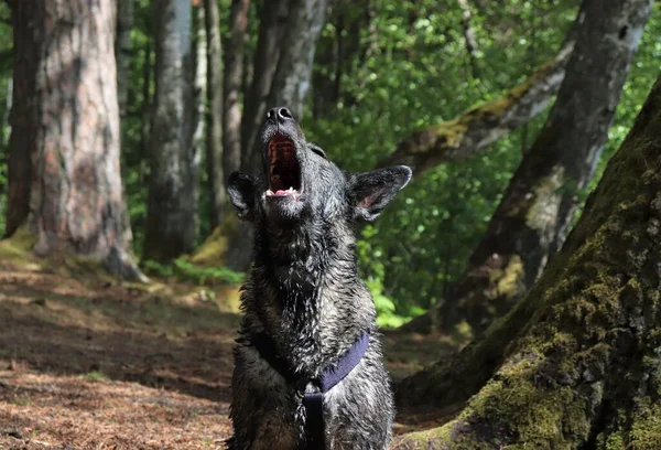 Счастливые Прогулки Природе Четвероногим Домашним Животным Счастливыми Собаками — стоковое фото