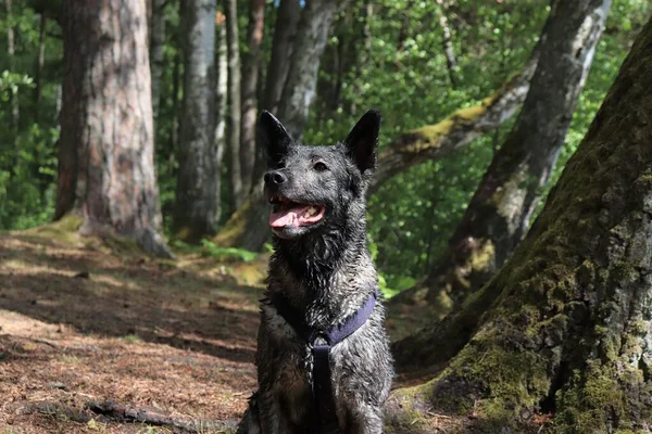 Gelukkige Wandelingen Natuur Met Een Viervoetig Huisdier Gelukkige Honden — Stockfoto