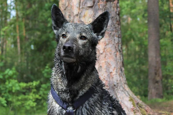 Boldog Séták Természetben Egy Négylábú Háziállattal Boldog Kutyák — Stock Fotó