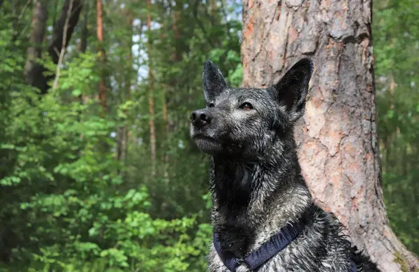 Gelukkige Wandelingen Natuur Met Een Viervoetig Huisdier Gelukkige Honden — Stockfoto