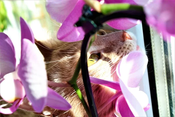 Parlak Gün Işığında Orkide Renginde Bir Kedinin Portresi — Stok fotoğraf