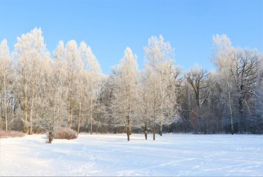 Güzel güneşli kış günü, temiz havada yürür, karla kaplı ağaçlar parlak mavi gökyüzüne karşı..