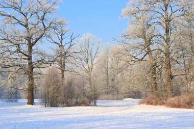 Güzel güneşli kış günü, temiz havada yürür, karla kaplı ağaçlar parlak mavi gökyüzüne karşı..