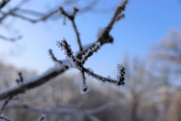 Krásný Slunečný Zimní Den Procházky Čerstvém Vzduchu Zasněžené Stromy Proti — Stock fotografie