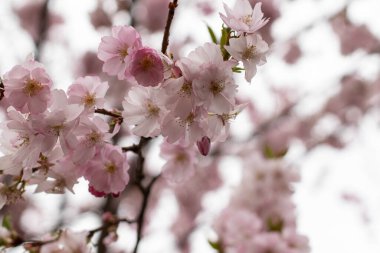 Çiçeklerdeki güzel dallar, bahar çizimleri.