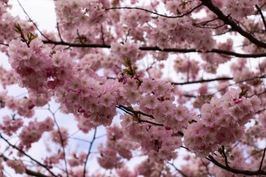 Çiçeklerdeki güzel dallar, bahar çizimleri.