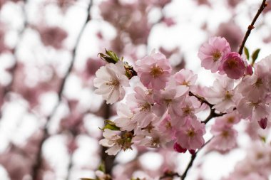 Çiçeklerdeki güzel dallar, bahar çizimleri.