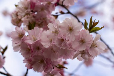 Çiçeklerdeki güzel dallar, bahar çizimleri.