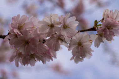 Çiçeklerdeki güzel dallar, bahar çizimleri.