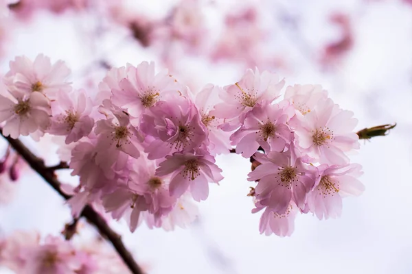 Beautiful Branches Flowers Spring Sketches — Stock Photo, Image