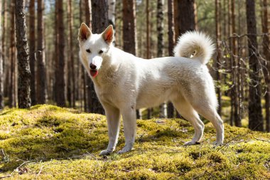 Kozalaklı ormanda harika bir yürüyüş, parlak bir güneş, yeşil yosun, çam ağaçları varilleri, kumlu orman yolları..