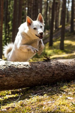 Kozalaklı ormanda harika bir yürüyüş, parlak bir güneş, yeşil yosun, çam ağaçları varilleri, kumlu orman yolları..
