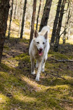 Kozalaklı ormanda harika bir yürüyüş, parlak bir güneş, yeşil yosun, çam ağaçları varilleri, kumlu orman yolları..