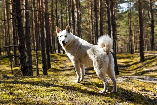 Underbar Promenad Barrskogen Ljus Sol Grön Mossa Tunnor Med Tallar — Stockfoto