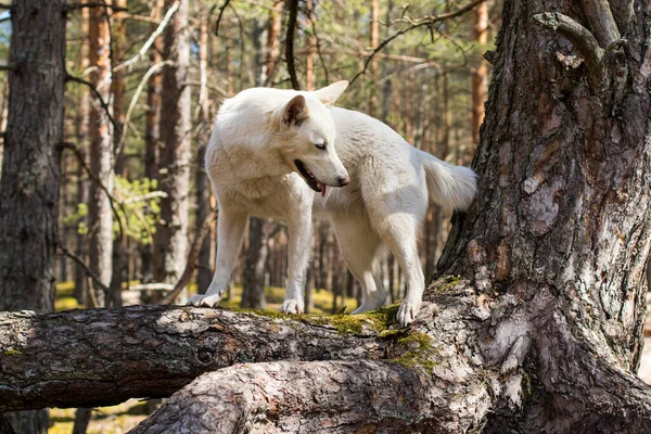 Maravilloso Paseo Por Bosque Coníferas Sol Brillante Musgo Verde Barriles — Foto de Stock