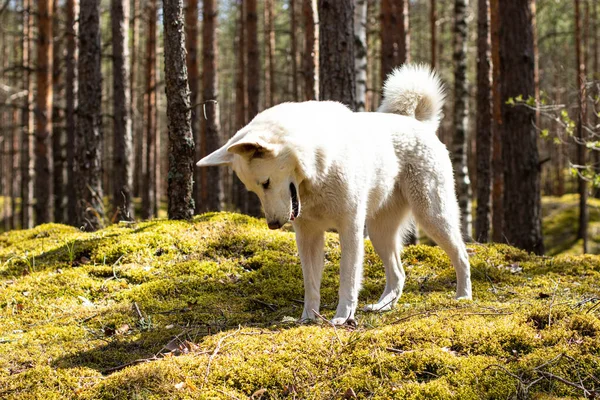 Wunderbarer Spaziergang Nadelwald Strahlende Sonne Grünes Moos Fässer Mit Kiefern — Stockfoto