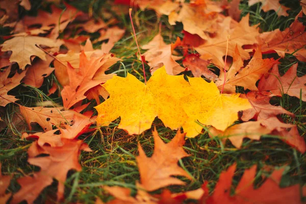 Caído amarillo y naranja de roble de otoño y hojas de arce sobre hierba verde en el suelo. Fondo horizontal otoñal con hojas secas a la luz del sol. Enfoque selectivo . —  Fotos de Stock