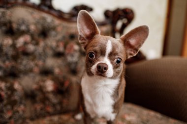 Şirin köpeğin dairedeki şık kanepeye odaklanması. Arka plan klasik kanepe..