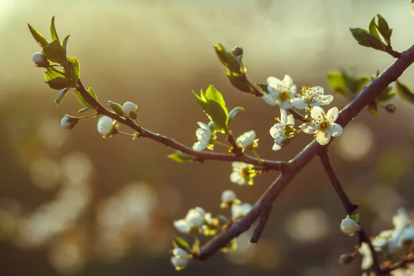 Blühende Kirschbäume im Frühling, Frühling Hintergrund — Stockfoto