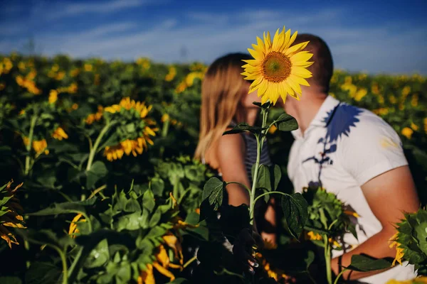 Giovane coppia amorevole si bacia in un campo di girasole. Splendido ritratto sensuale all'aperto di giovane coppia di moda elegante in posa in estate nel campo — Foto Stock