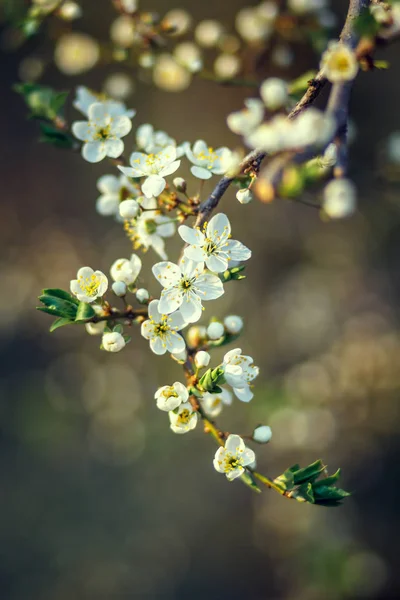 Blühende Kirschbäume im Frühling, Frühlingshintergrund. Selektiver Fokus — Stockfoto