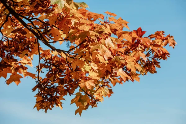 Jesienny leśny krajobraz w słoneczny dzień z gałązką żółtego klonu na tle błękitnego nieba — Zdjęcie stockowe