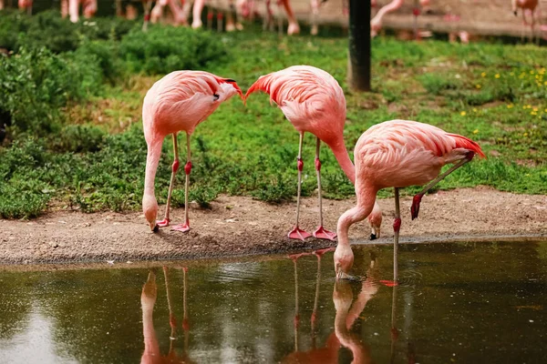 Roze flamingo 's in de natuur. Een groep roze flamingo 's jaagt in de vijver. Oase van groen in stedelijke omgeving, flamingo — Stockfoto