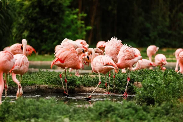 Flamencos rosados en la naturaleza. Un grupo de flamencos rosados cazando en el estanque. Oasis de verde en entorno urbano, flamenco — Foto de Stock