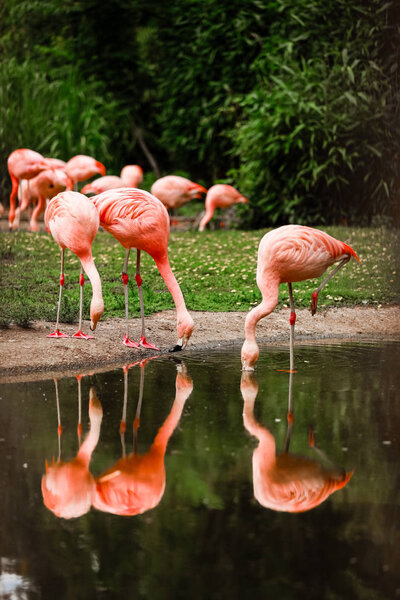 pink flamingos in nature. A group of pink flamingos hunting in the pond. Oasis of green in urban setting, flamingo