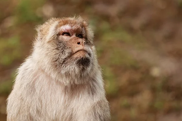 Porträtt av vuxen makak i tropisk naturpark. Kaxig apa i det naturliga skogsområdet. Djurliv scen med fara djur. Macaca mulatta copyspace — Stockfoto