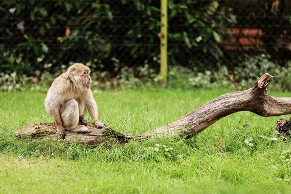 Porträtt av vuxen makak i tropisk naturpark. Kaxig apa i det naturliga skogsområdet. Djurliv scen med fara djur. Macaca mulatta copyspace. Selektiv inriktning — Stockfoto